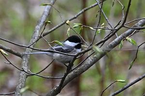 013 Chicadee, Black-capped, 2023-04298408 Broad Meadow Brook, MA
